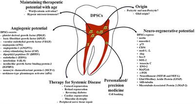Dental Mesenchymal Stem Cell-Based Translational Regenerative <mark class="highlighted">Dentistry</mark>: From Artificial to Biological Replacement